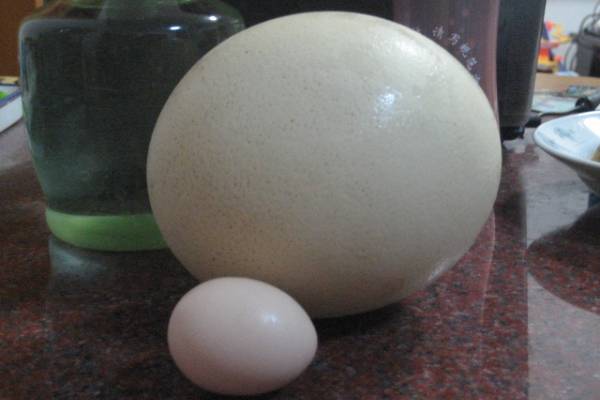 鸵鸟蛋做法(个头比鸡蛋大几十倍,味道会好吃吗?)